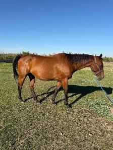Butch - Gelding - Photo 2