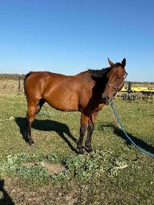 Butch - Gelding - Photo 3