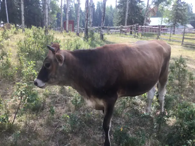 Bred Jersey heifer