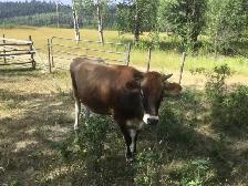 Bred Jersey heifer - Photo 2