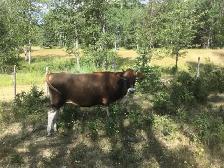 Bred Jersey heifer - Photo 3