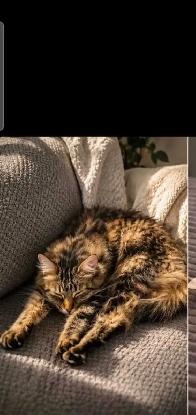 Chat à donner