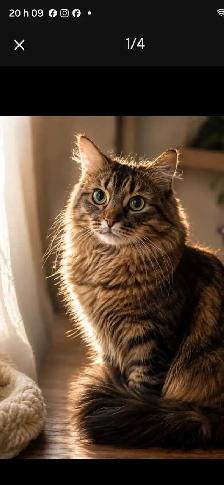 Chat à donner - Photo 2