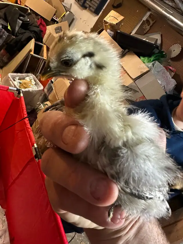 Chicks - Sulkies and Barnyard Crosses