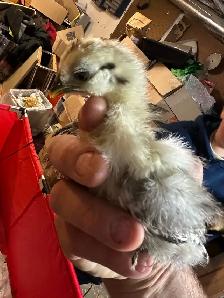 Chicks - Sulkies and Barnyard Crosses