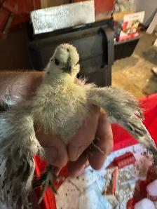 Chicks - Sulkies and Barnyard Crosses - Photo 2