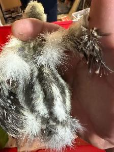 Chicks - Sulkies and Barnyard Crosses - Photo 3