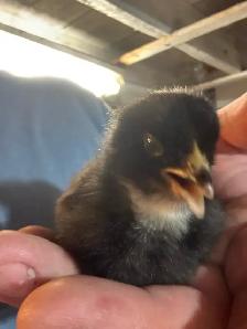 Chicks - Sulkies and Barnyard Crosses - Photo 4