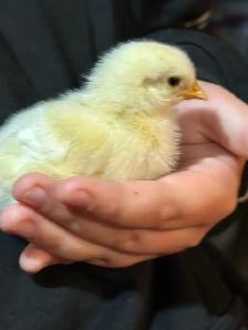 Chicks - Sulkies and Barnyard Crosses - Photo 5