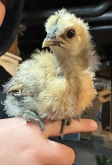 Chicks - Sulkies and Barnyard Crosses - Photo 6