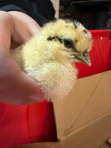 Chicks - Sulkies and Barnyard Crosses - Photo 7