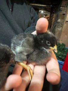 Chicks - Sulkies and Barnyard Crosses - Photo 8