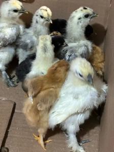 Chicks - Sulkies and Barnyard Crosses - Photo 9