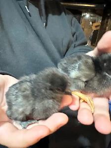 Chicks - Sulkies and Barnyard Crosses - Photo 10
