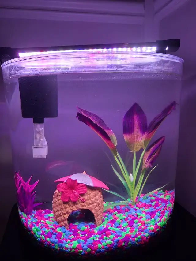 Selling fish tank, betta fish and accessories