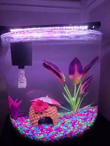 Selling fish tank, betta fish and accessories