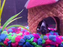 Selling fish tank, betta fish and accessories - Photo 3