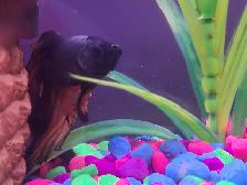Selling fish tank, betta fish and accessories - Photo 5