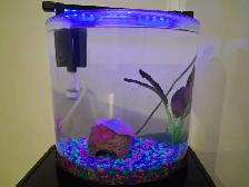 Selling fish tank, betta fish and accessories - Photo 6