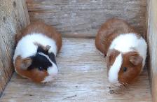 Guinea pig youngsters