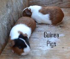 Guinea pig youngsters - Photo 2