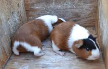 Guinea pig youngsters - Photo 3