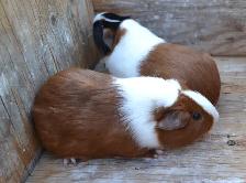 Guinea pig youngsters - Photo 4