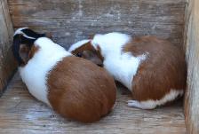 Guinea pig youngsters - Photo 5