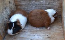 Guinea pig youngsters - Photo 6