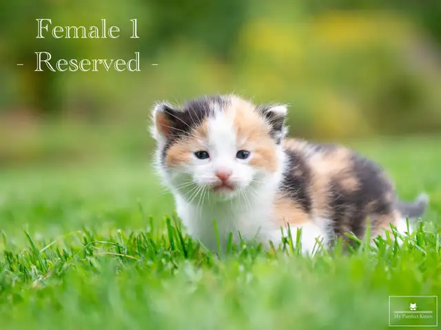 Beautiful Kittens for Sale! 3 Reservations Available!