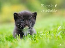Beautiful Kittens for Sale! 3 Reservations Available! - Photo 6