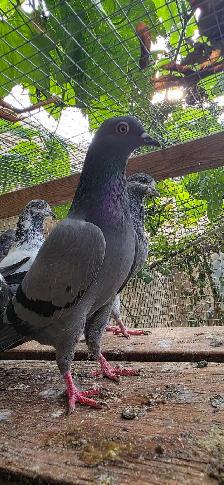 Pakistani pigeon for sale