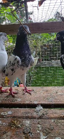Pakistani pigeon for sale - Photo 2