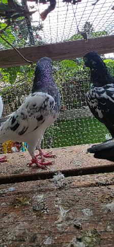 Pakistani pigeon for sale - Photo 3