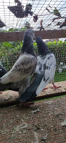 Pakistani pigeon for sale - Photo 4