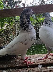 Pakistani pigeon for sale - Photo 5