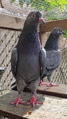 Pakistani pigeon for sale - Photo 6