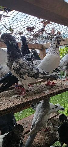 Pakistani pigeon for sale - Photo 7