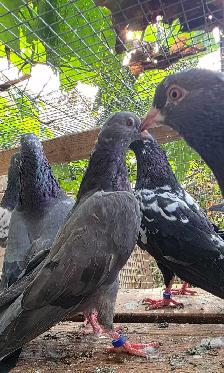 Pakistani pigeon for sale - Photo 8
