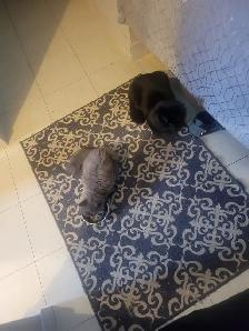 Boy And Girl Cats