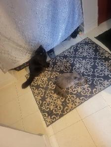 Boy And Girl Cats - Photo 2