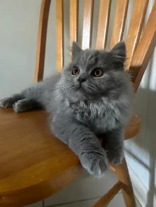 ScottishStraight Blue long-haired kittens registered in CCA/AFC - Photo 2