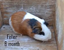feller, guinea pig