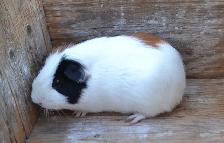 feller, guinea pig - Photo 2