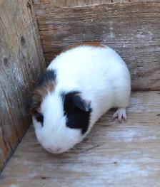 feller, guinea pig - Photo 3