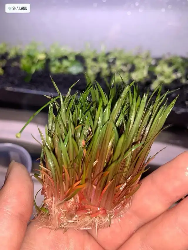 Plantes Aquatique