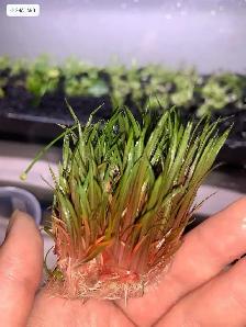 Plantes Aquatique