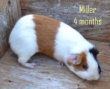 four month old guinea pig