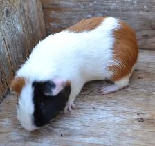 four month old guinea pig - Photo 2