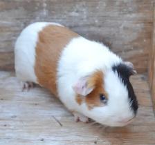four month old guinea pig - Photo 3